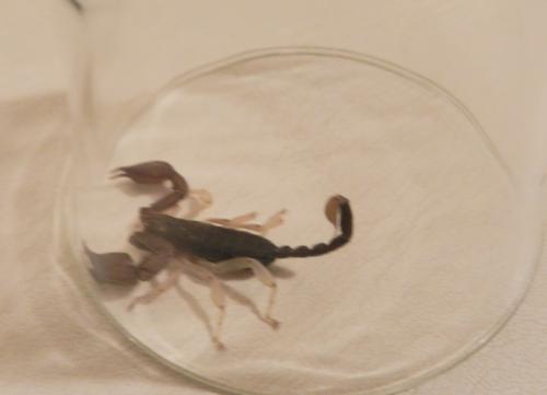Euscorpius sp.